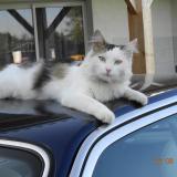 Foto del gato perdido en Soumensac