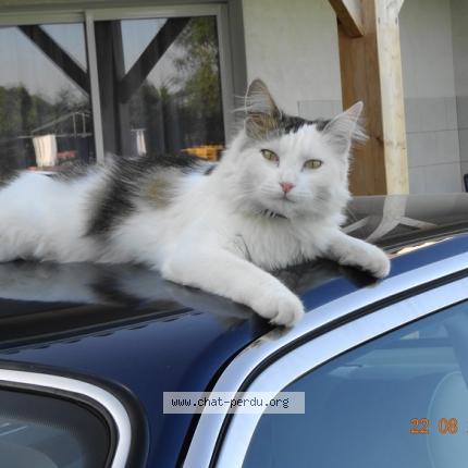 Foto 1/1 Ronnie Chat perdido en Soumensac