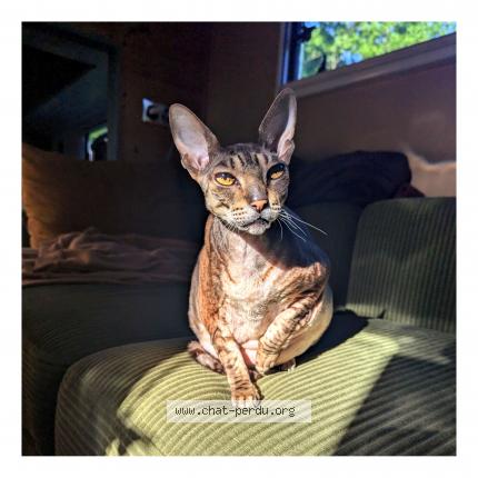 Foto 1/1 Damhsa Chat perdido en St maurice de remens