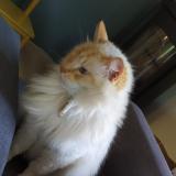 Foto del gato perdido en Mornant