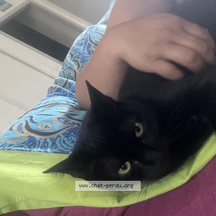 Foto 1/1 Manaia Chat perdido en Verrieres