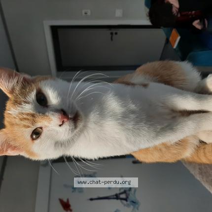 Foto 1/1 Capu Chat perdido en Bessan