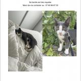 Foto del gato perdido en Mougins