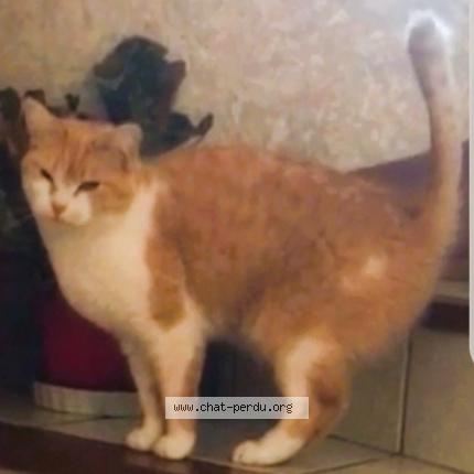 Foto 1/1 Cachou Chat perdido en Herblay sur seine 95