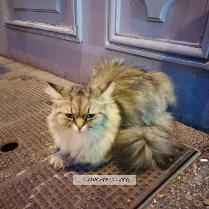 Foto 1/1 Gato encontrado Encontrado en Compiegne