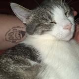 Foto del gato perdido en Servoz