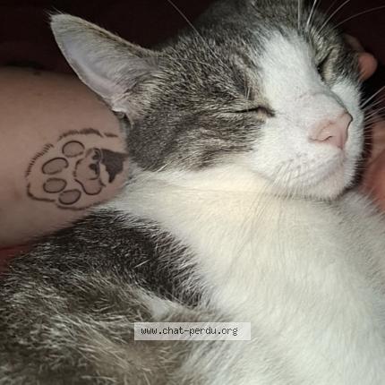 Foto 1/1 Bolt Chat perdido en Servoz