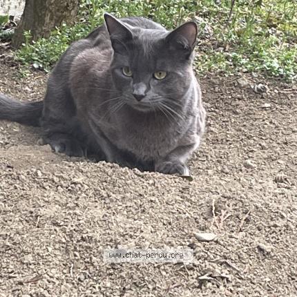 Foto 1/1 Tigri Chat perdido en Ludres