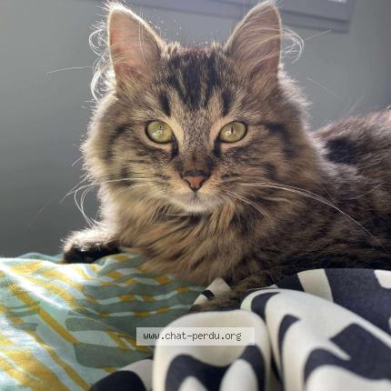 Foto 1/1 Pistache Chat perdido en Mache