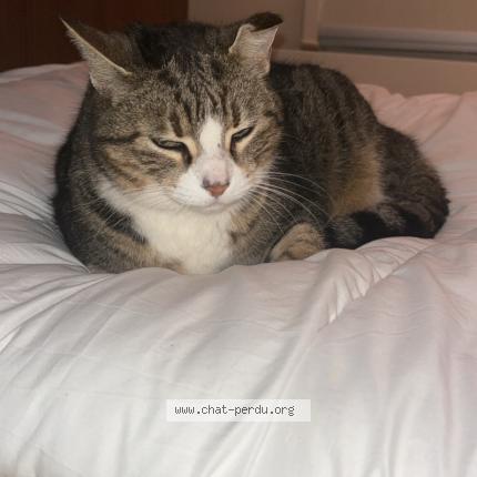 Foto 1/1 Nala Chat perdido en Saint pierre les elbeuf