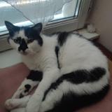 Foto del gato perdido en Coulanges Yonne