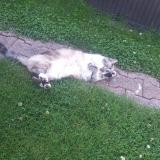 Foto del gato perdido en Lewarde