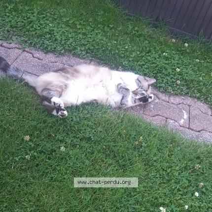 Foto 1/1 Popiette Chat perdido en Lewarde