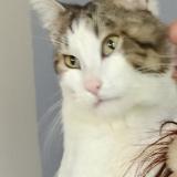 Foto del gato perdido en Blaye