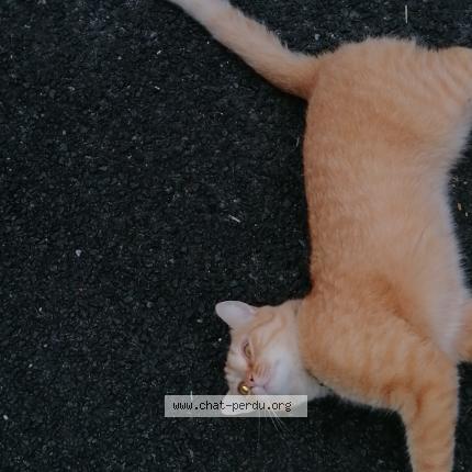 Foto 1/1 Gato encontrado Encontrado en Anglet