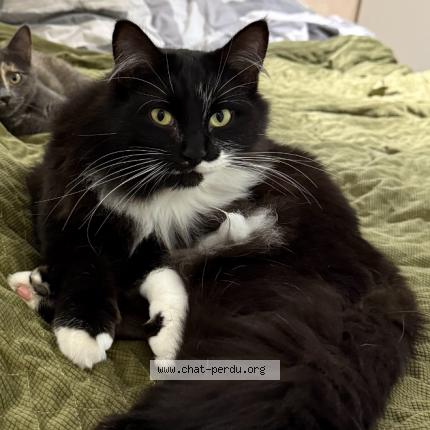 Foto 1/1 Crispy Chat perdido en Arpajon