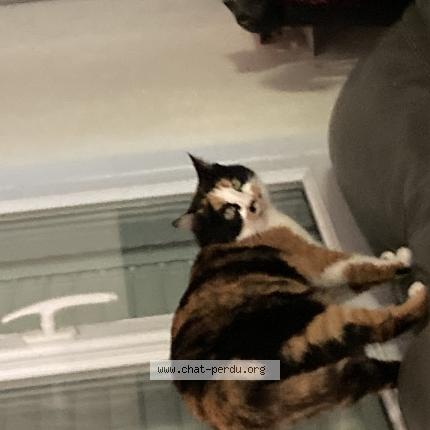 Foto 1/1 Princesse Chat perdido en Monflanquin