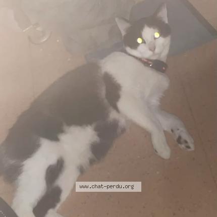 Foto 1/1 Simba Chat perdido en Quimper