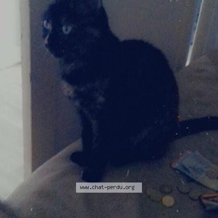 Foto 1/1 Fifille Chat perdido en Trignac