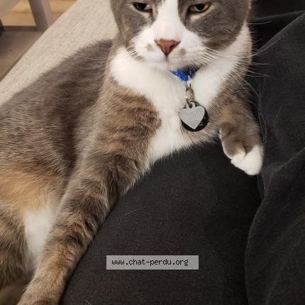 Foto 1/1 ORION Chat perdido en Longueuil