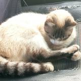 Foto del gato perdido en Inguiniel