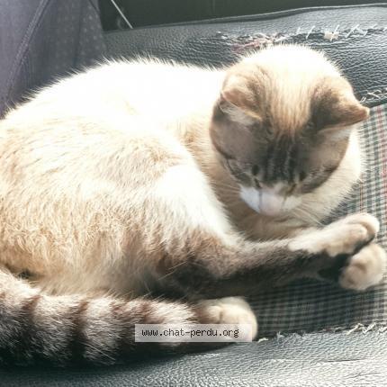 Foto 1/1 Guimauve Chat perdido en Inguiniel