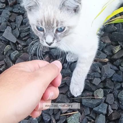 Foto 1/1 Hermes Chat perdido en Kasson mn