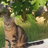 Foto del gato perdido en Saint Sebastien D Aigrefeuille