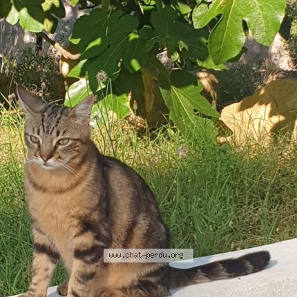 Foto 1/2 Cookie Chat perdido en Saint sebastien d aigrefeuille