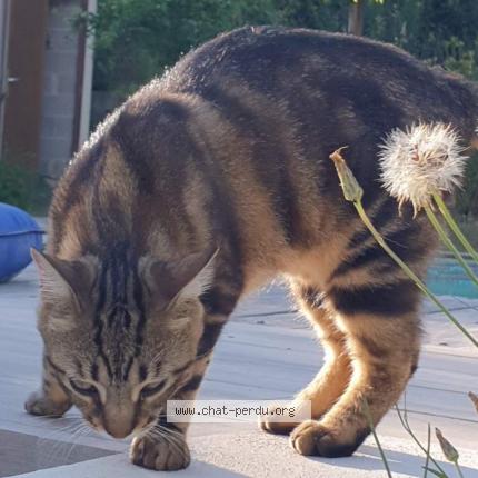 Foto 2/2 Cookie Chat perdido en Saint sebastien d aigrefeuille