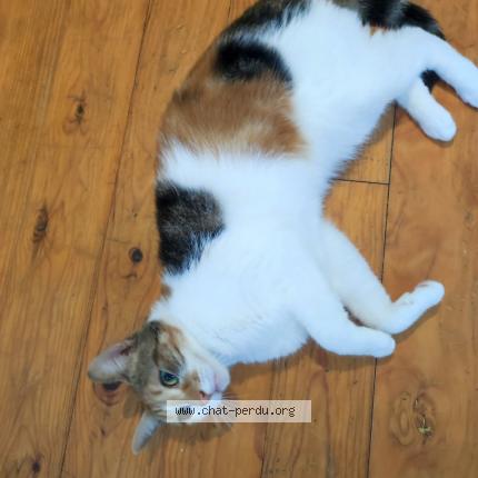 Foto 1/1 Praline Chat perdido en Saint quentin