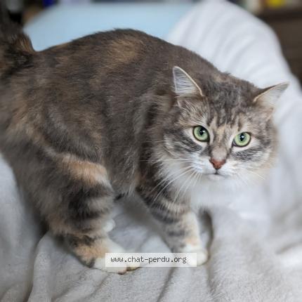 Foto 1/1 Paillette Chat perdido en Rontalon