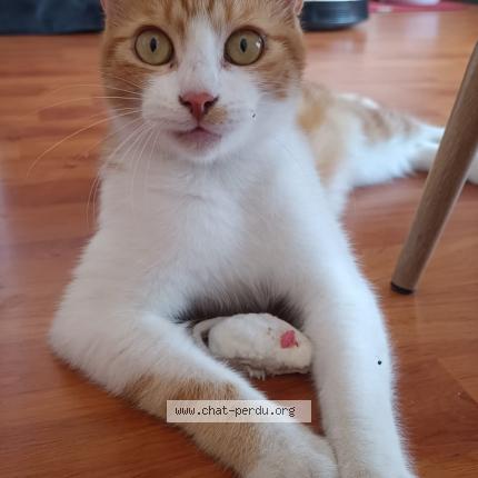 Foto 1/1 Bazooka Chat perdido en Toulouse toulouse