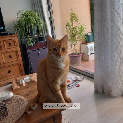 Foto 1/1 Bibou Chat perdido en Mandelieu