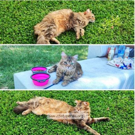 Foto 1/1 Choupette Chat perdido en Pierreefontaine les blamont