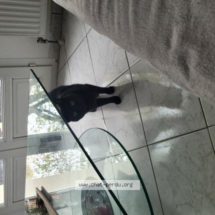 Foto 1/1 Bébé Chat perdido en Saint andre les vergers