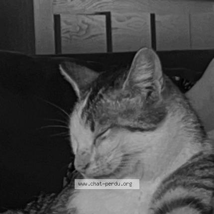 Foto 1/1 Loki Chat perdido en Soppe le bas