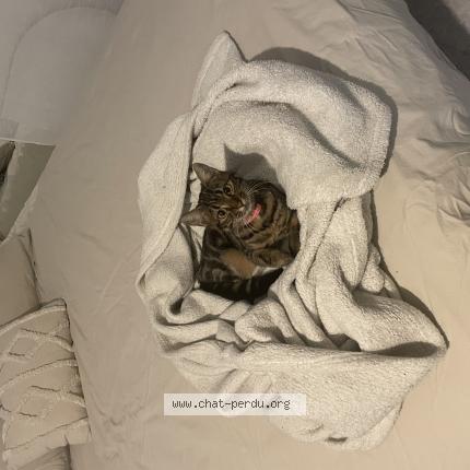 Foto 1/1 Akira Chat perdido en Lormaison