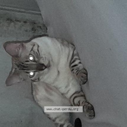 Foto 1/1 Sweety Chat perdido en Bourg de peage