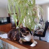 Foto del gato perdido en Vougy