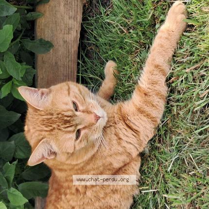 Foto 1/1 Scrabble Chat perdido en Pervencheres