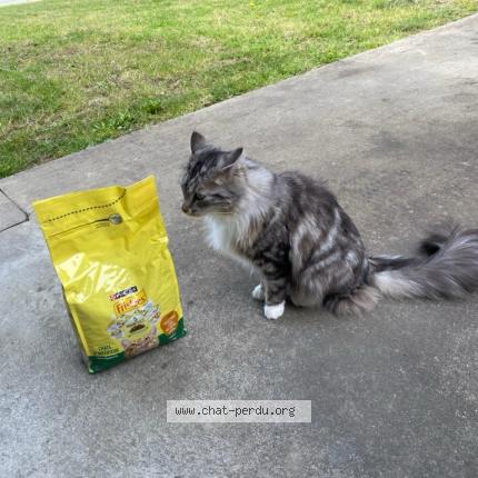 Foto 1/1 Stella Chat perdido en Montaigu vendee