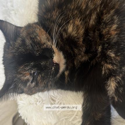 Foto 1/1 Kaida Chat perdido en Bossonnens