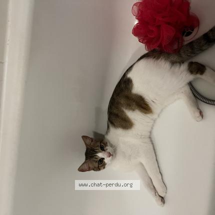 Foto 1/1 Twix Chat perdido en Blagnac