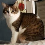 Foto del gato perdido en Haguenau