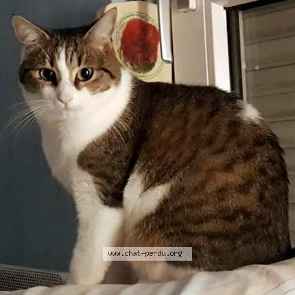 Foto 1/1 Gato encontrado Perdido en Haguenau