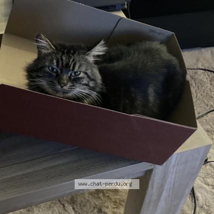 Foto 1/1 Moche Chat perdido en Le pontet