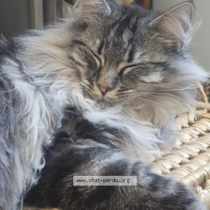 Foto 1/1 ziha Chat perdido en Geay