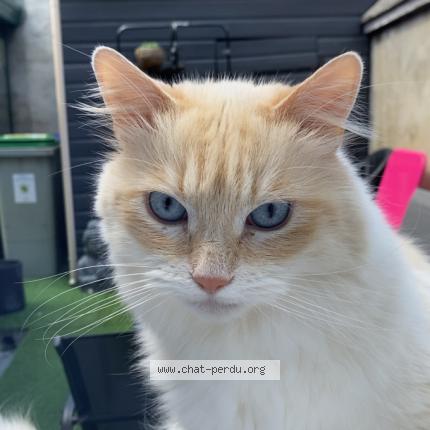 Foto 1/1 Cleo Chat perdido en Audruicq