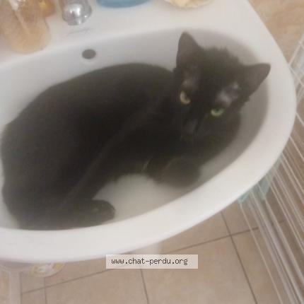 Foto 1/1 Felix Chat perdido en Tartas